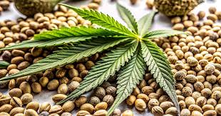 Khalifa Kush Seeds The Ultimate Guide for Cannabis Enthusiasts Khalifa Kush Seeds The Ultimate Guide for Cannabis Enthusiasts