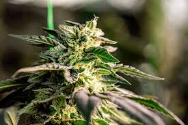 Khalifa Kush Seeds The Ultimate Guide for Cannabis Enthusiasts Khalifa Kush Seeds The Ultimate Guide for Cannabis Enthusiasts