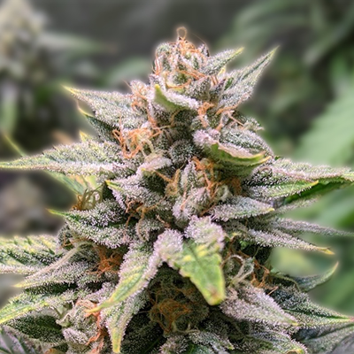 Khalifa Kush Seeds The Ultimate Guide for Cannabis Enthusiasts Khalifa Kush Seeds The Ultimate Guide for Cannabis Enthusiasts